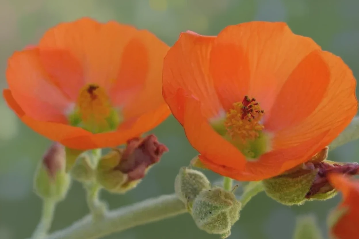 Сфероцея мінлива / Sphaeralcea ambigua