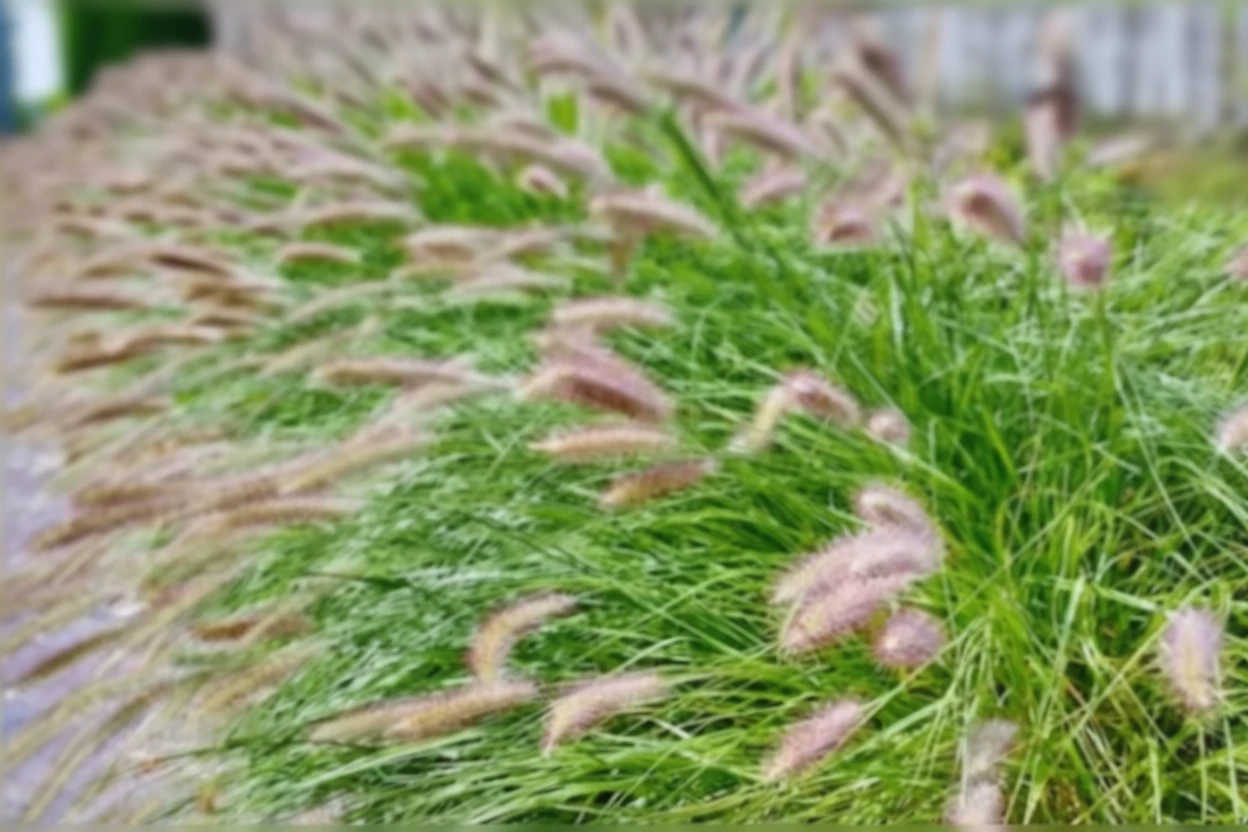 Щетинник лисохвостий / Pennisetum alopecuroides