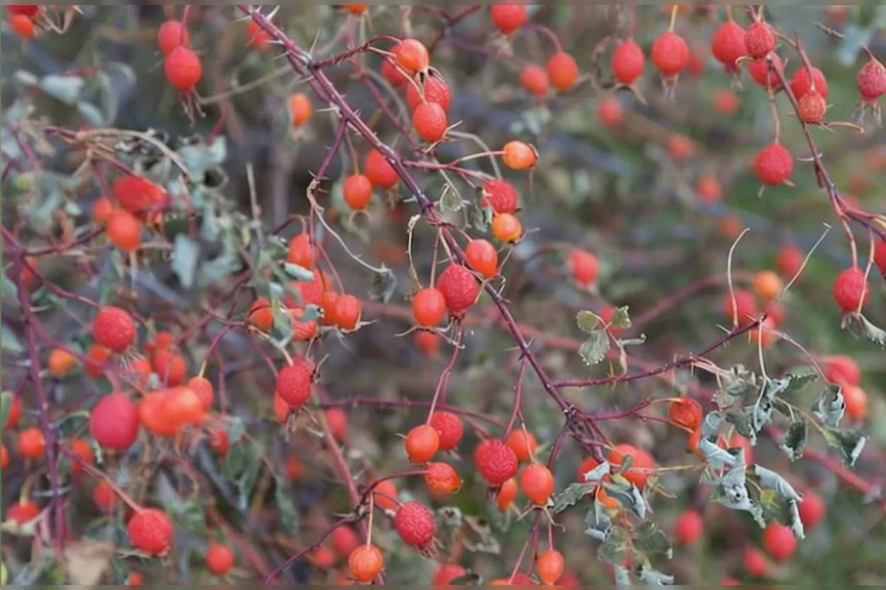 Шипшина колюча