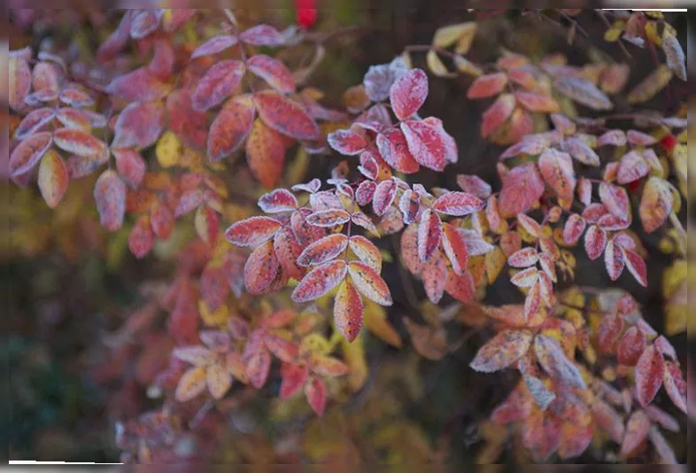 Шипшина колюча