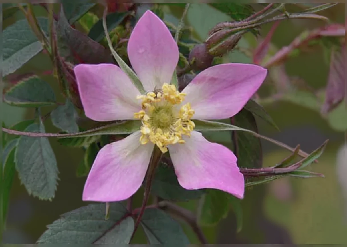 Шипшина сиза / Rosa glauca