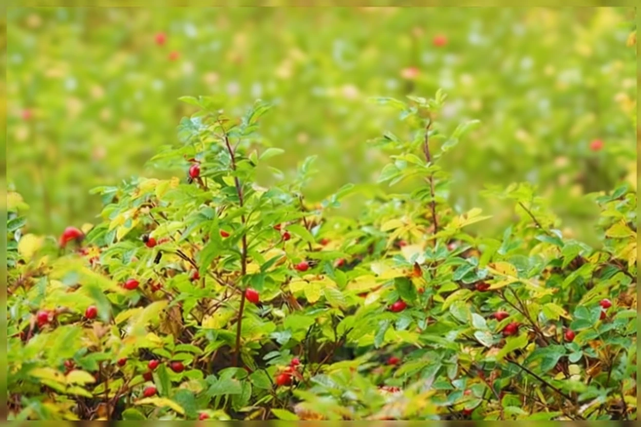 Шипшина Відса