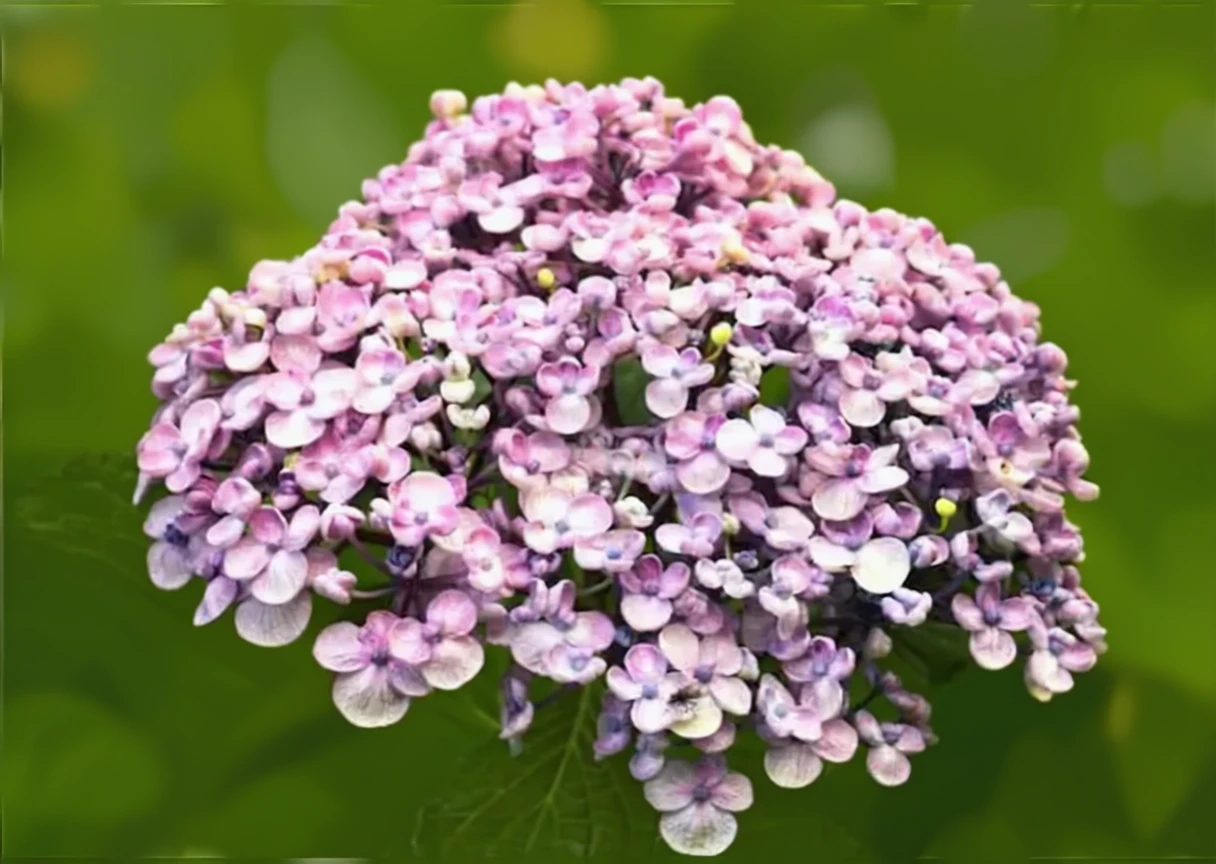 Широколиста гортензія Аїша