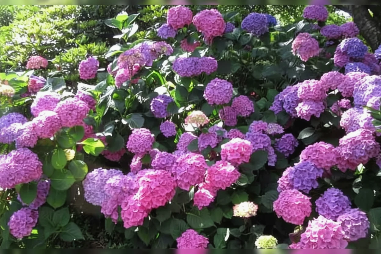 Широколиста гортензія Альтона