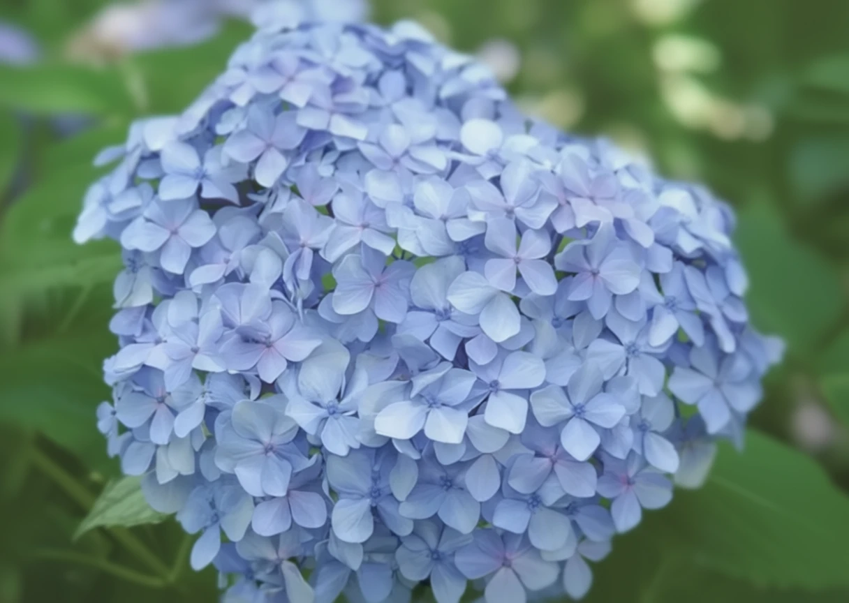 Широколиста гортензія Біг Дедді / Hydrangea macrophylla Big Daddy