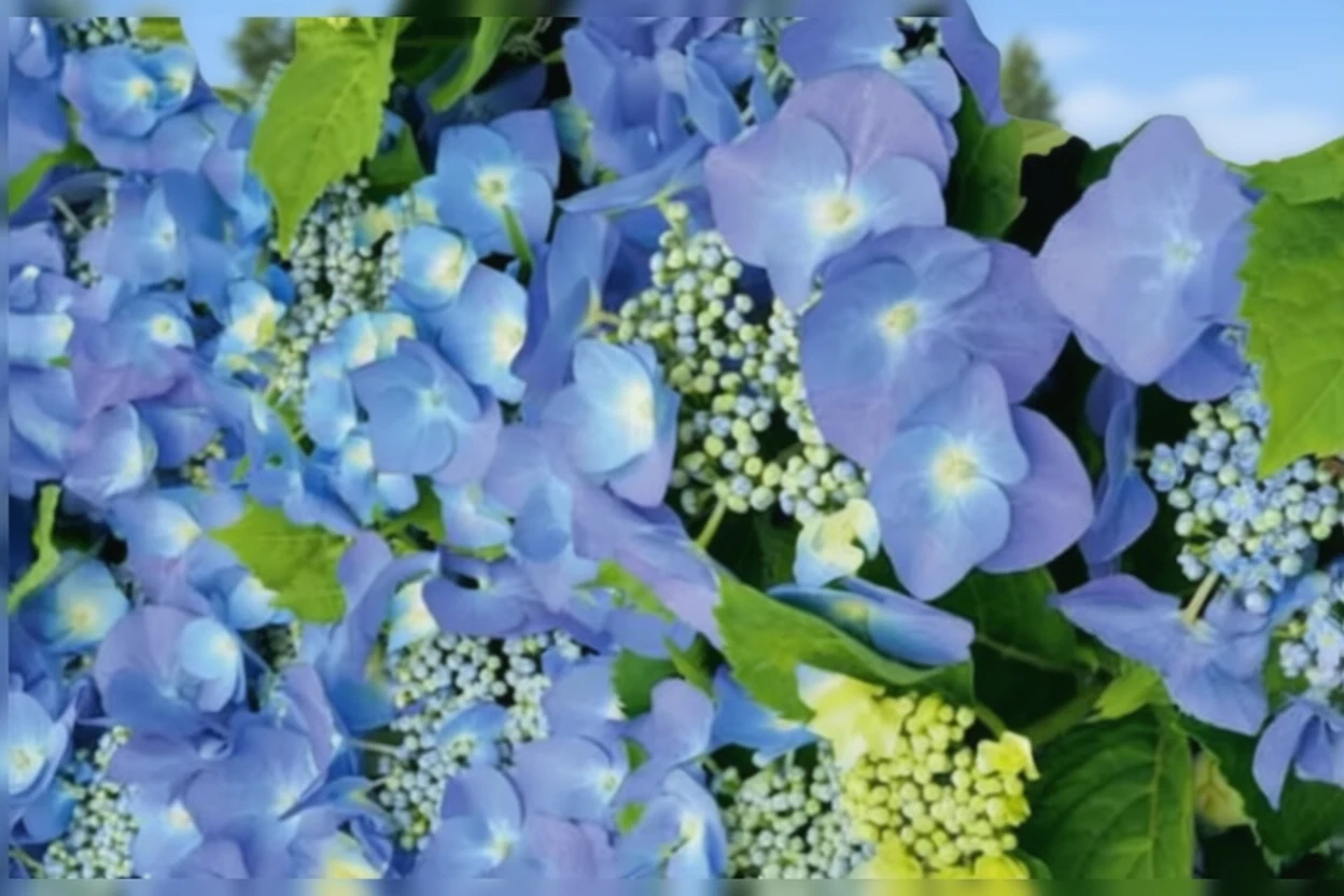 Широколиста гортензія Блаумайс / Hydrangea macrophylla Blaumeise
