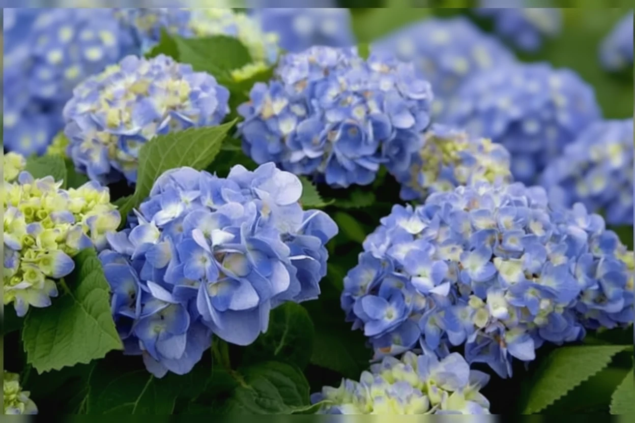 Широколиста гортензія Дір Долорес / Hydrangea macrophylla Dear Dolores