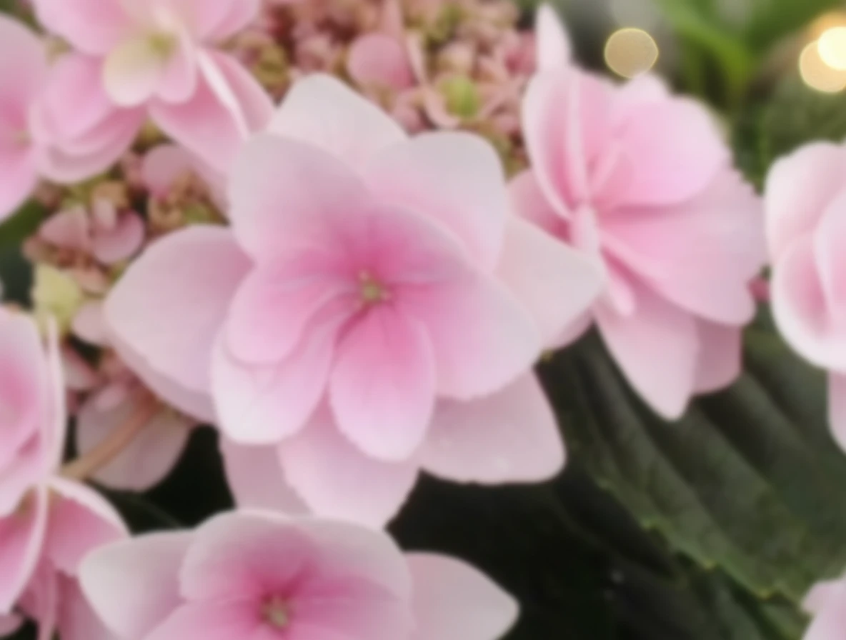 Широколиста гортензія Емоушн / Hydrangea macrophylla Emotion