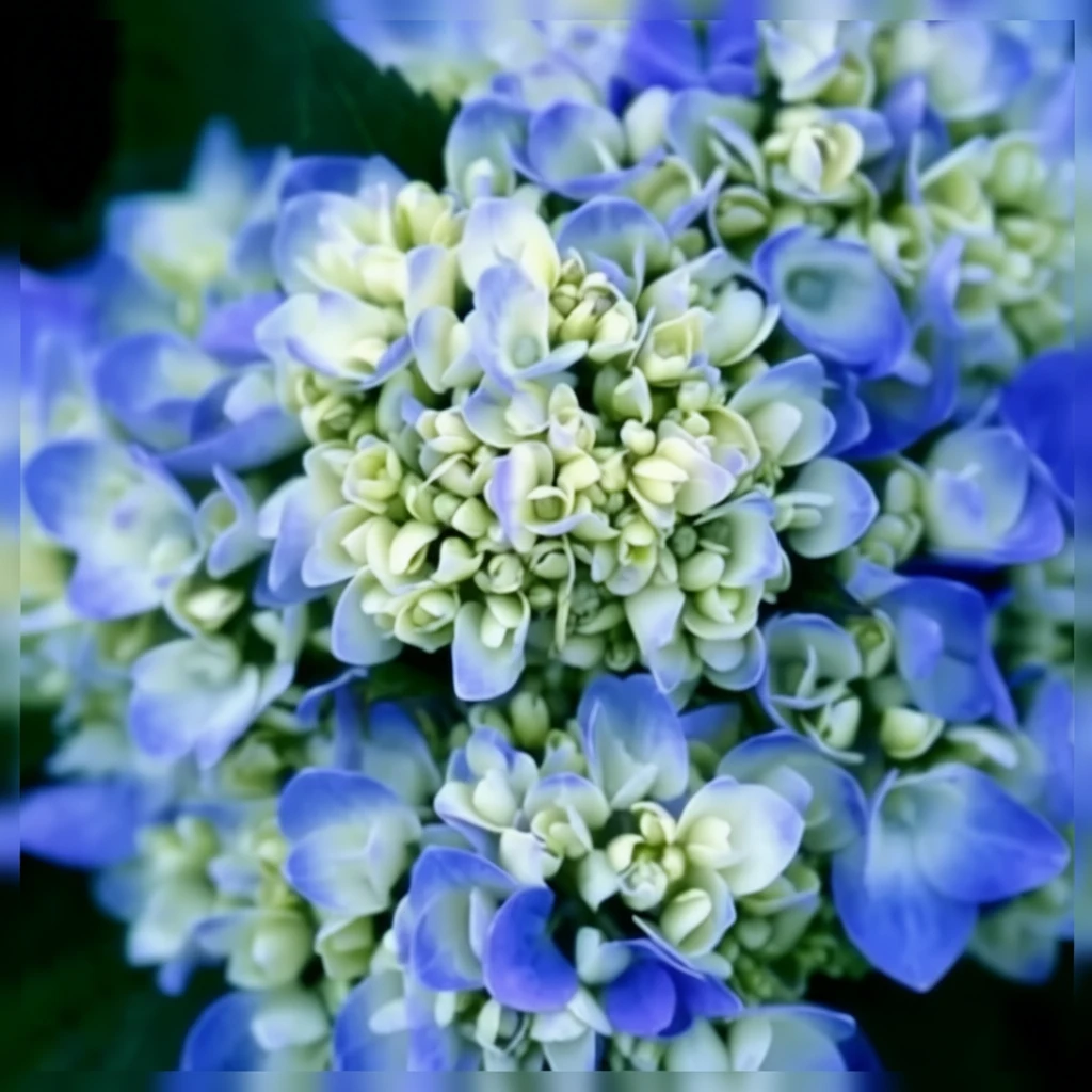Широколиста гортензія Ендлесс Саммер Оригінал