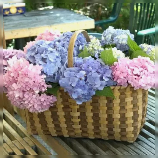 Широколиста гортензія Ендлесс Саммер / Hydrangea macrophylla Endless Summer