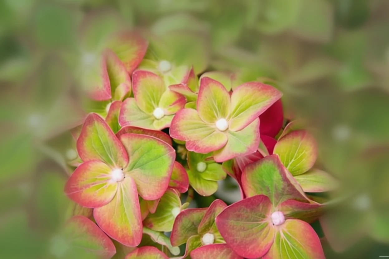Широколиста гортензія Фісташка / Hydrangea macrophylla Pistachio