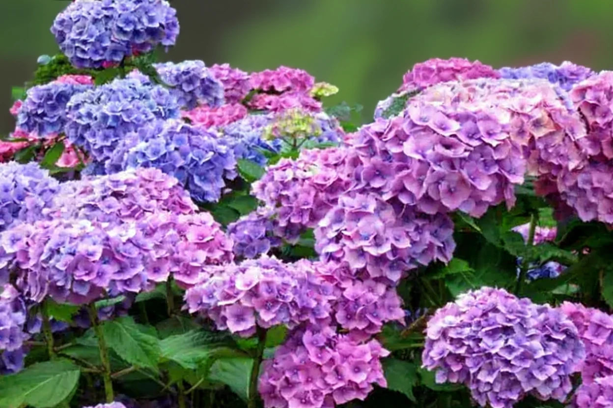 Широколиста гортензія Гамбург / Hydrangea macrophylla Hamburg