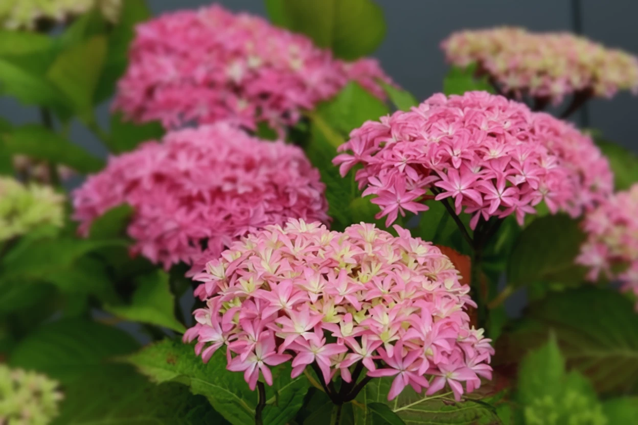 Широколиста гортензія Інспайр / Hydrangea macrophylla Inspire