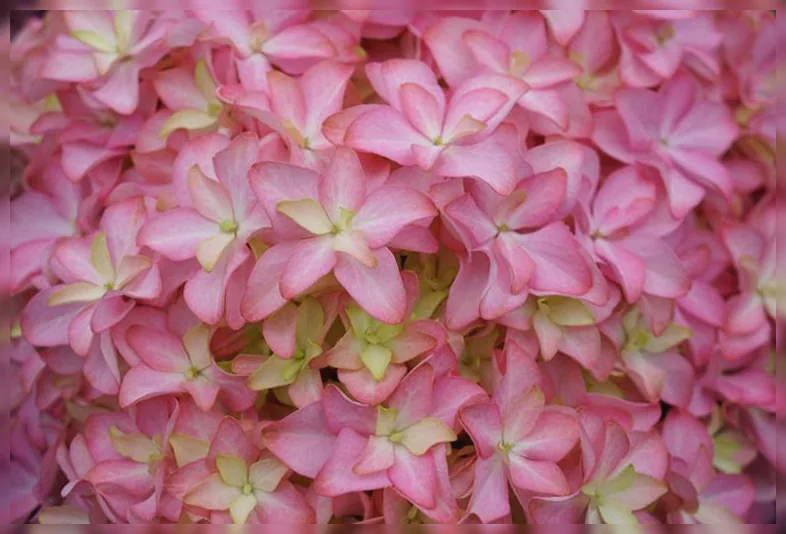 Широколиста гортензія Інспайр