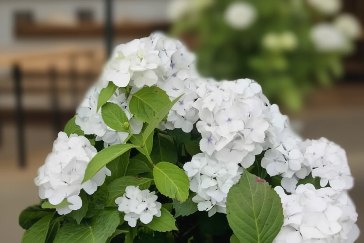 Широколиста гортензія Мадам Еміль Муйєр / Hydrangea macrophylla Madame Emile Mouillere
