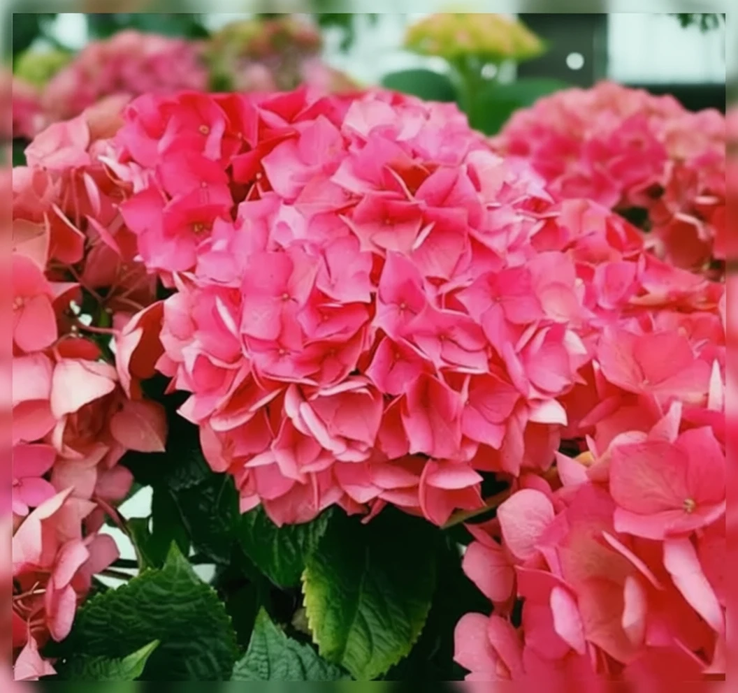 Широколиста гортензія Масья / Hydrangea macrophylla Masja