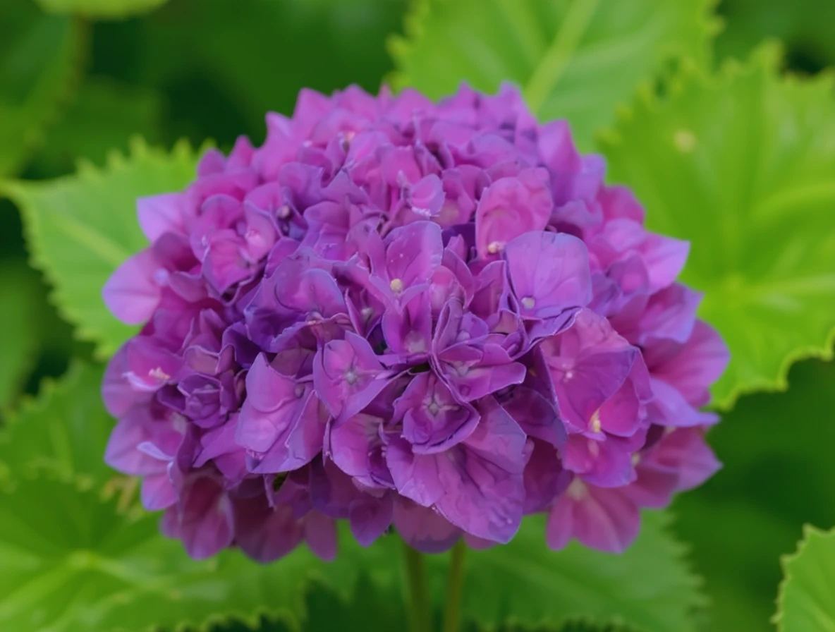Широколиста гортензія Меррітс Супрім / Hydrangea macrophylla Merritt’s Supreme