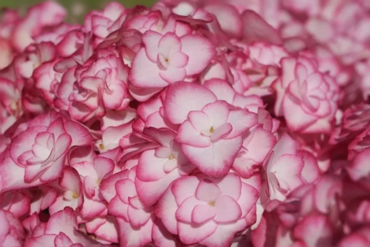 Широколиста гортензія Місс Саорі