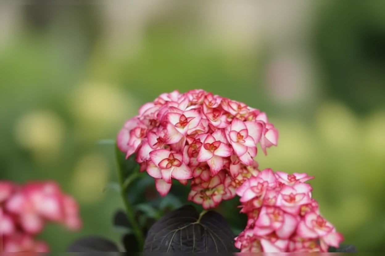 Широколиста гортензія Місс Саорі