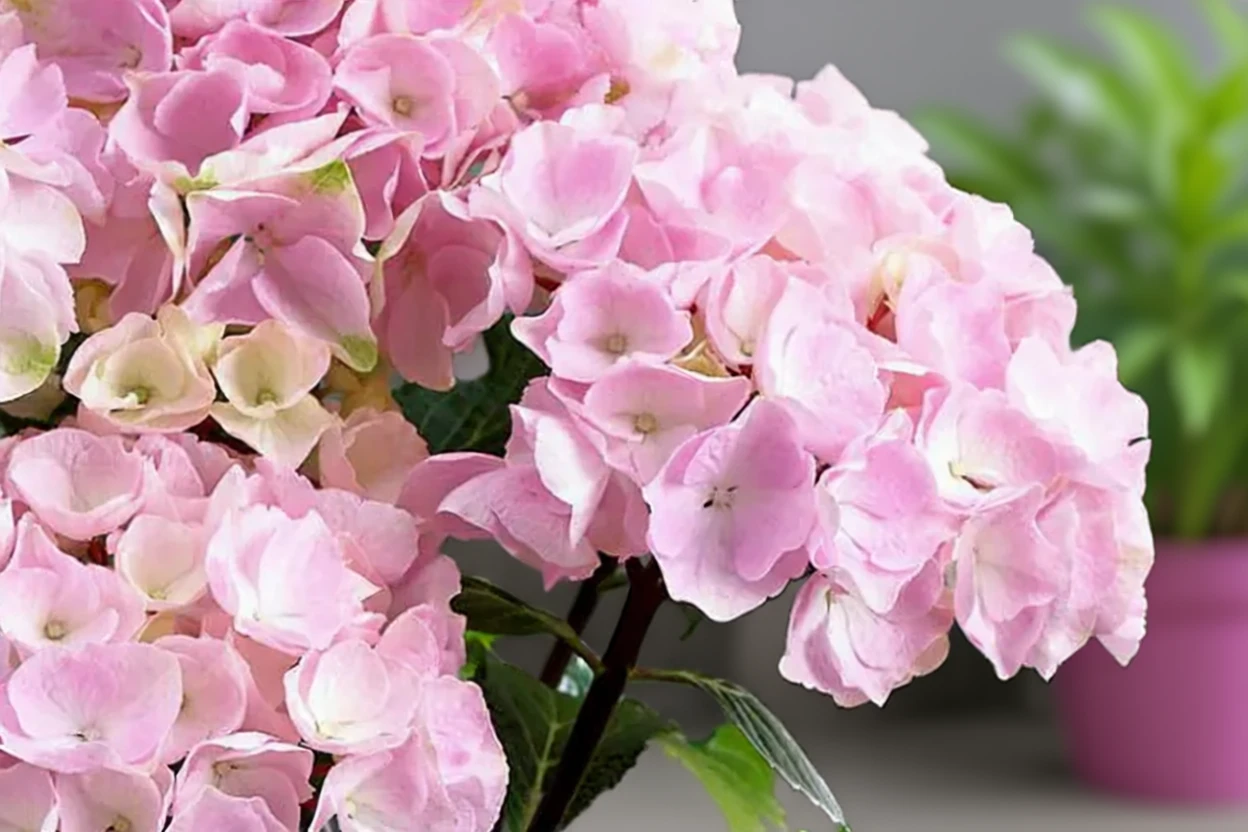 Широколиста гортензія Онікс Фламінго / Hydrangea macrophylla Onyx Flamingo
