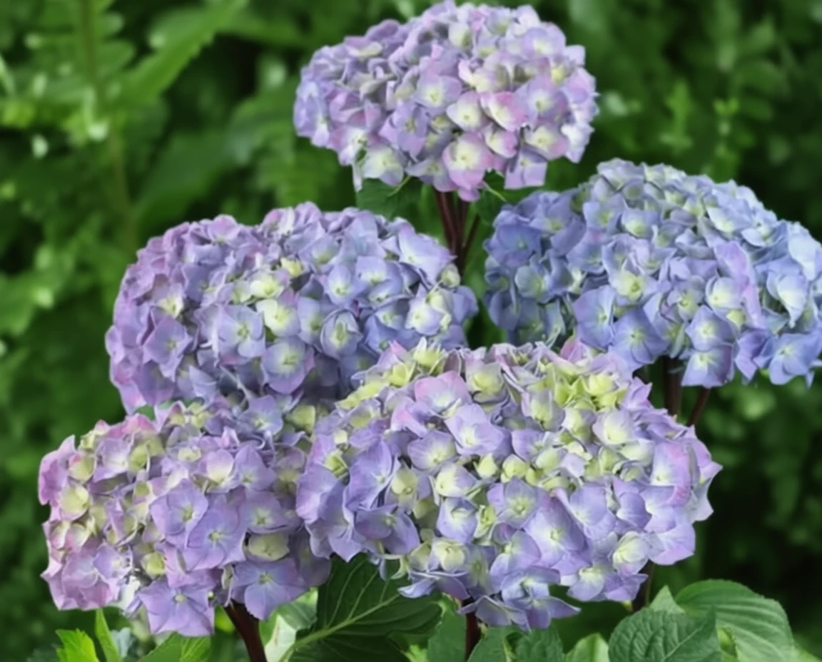 Широколиста гортензія Онікс Пікок