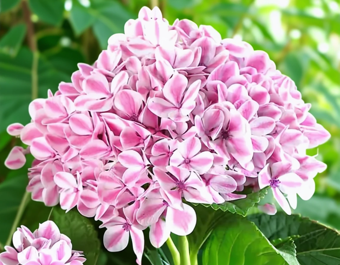 Широколиста гортензія Пеппермінт / Hydrangea macrophylla Peppermint