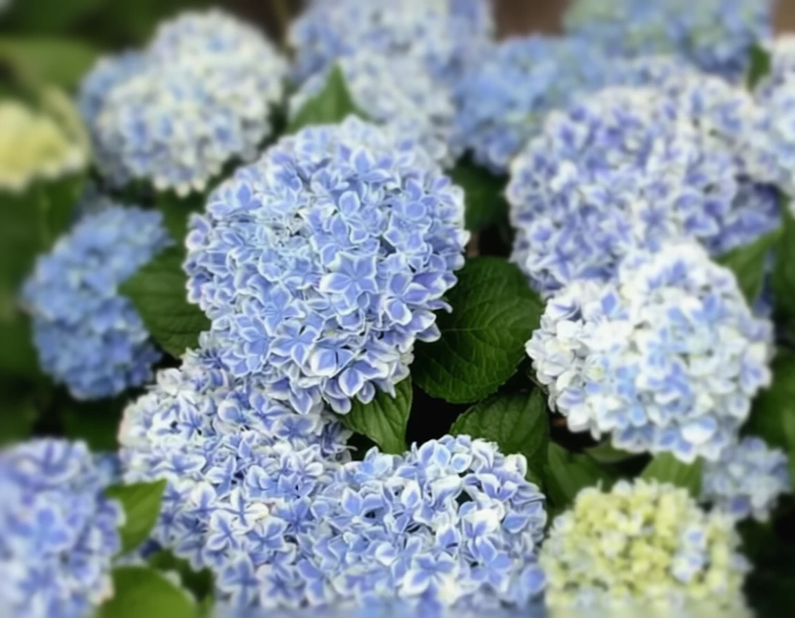 Широколиста гортензія Пеппермінт