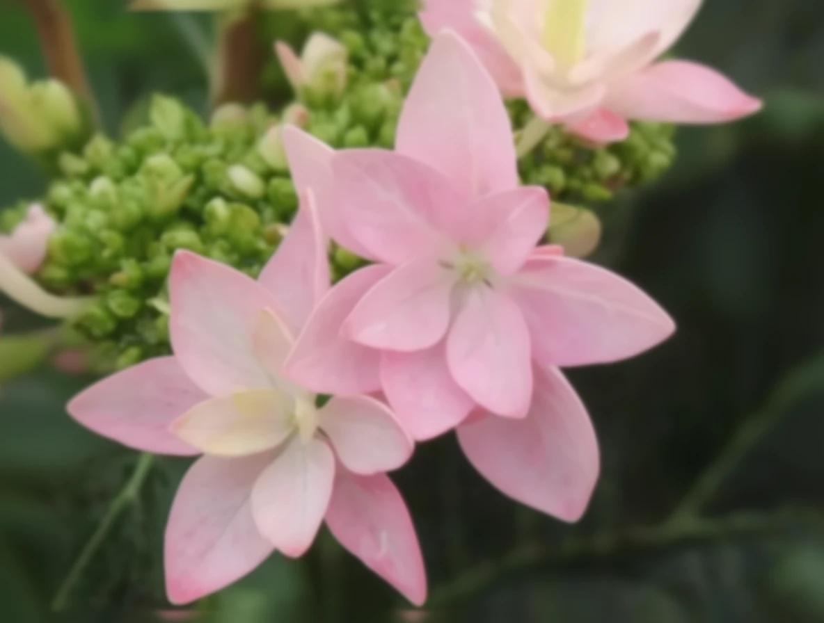 Широколиста гортензія Пешн