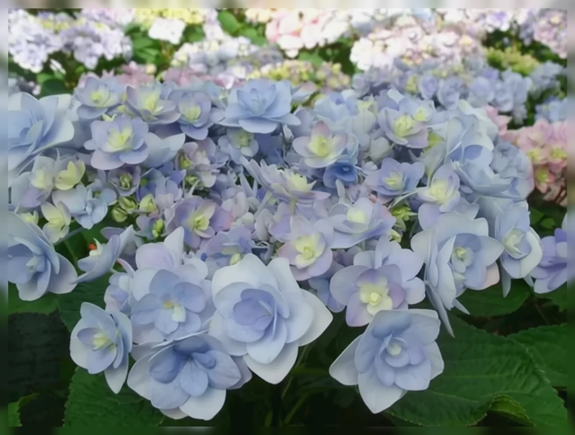 Широколиста гортензія Пешн