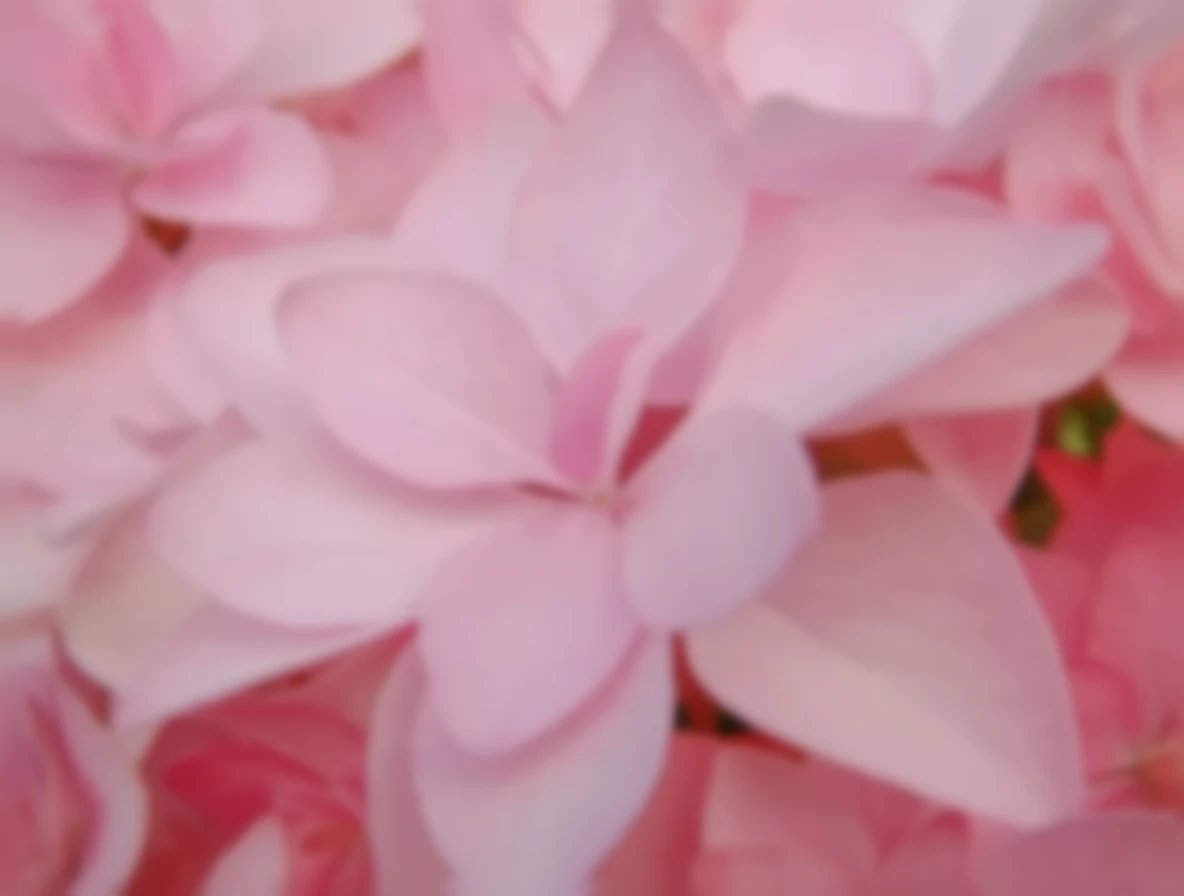 Широколиста гортензія Романс / Hydrangea macrophylla Romance