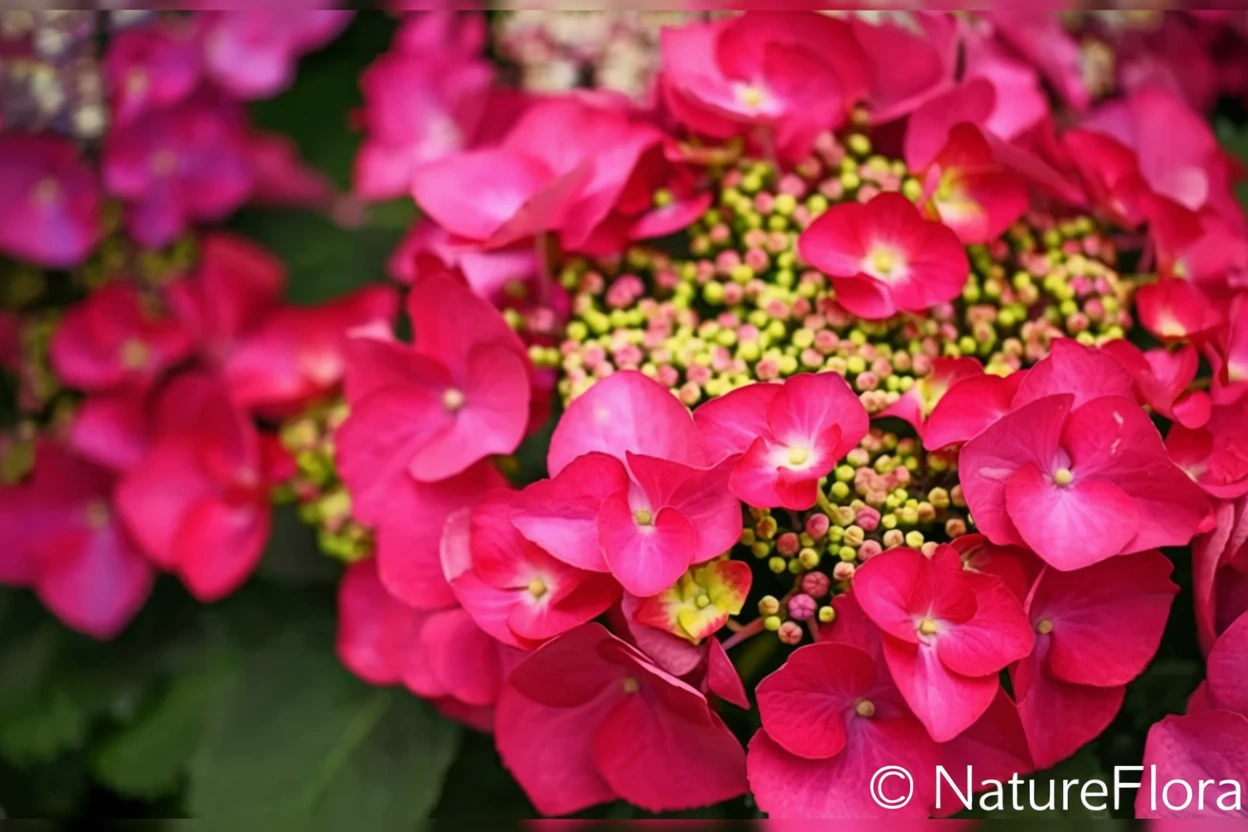 Широколиста гортензія Ротшванц / Hydrangea macrophylla Rotschwanz