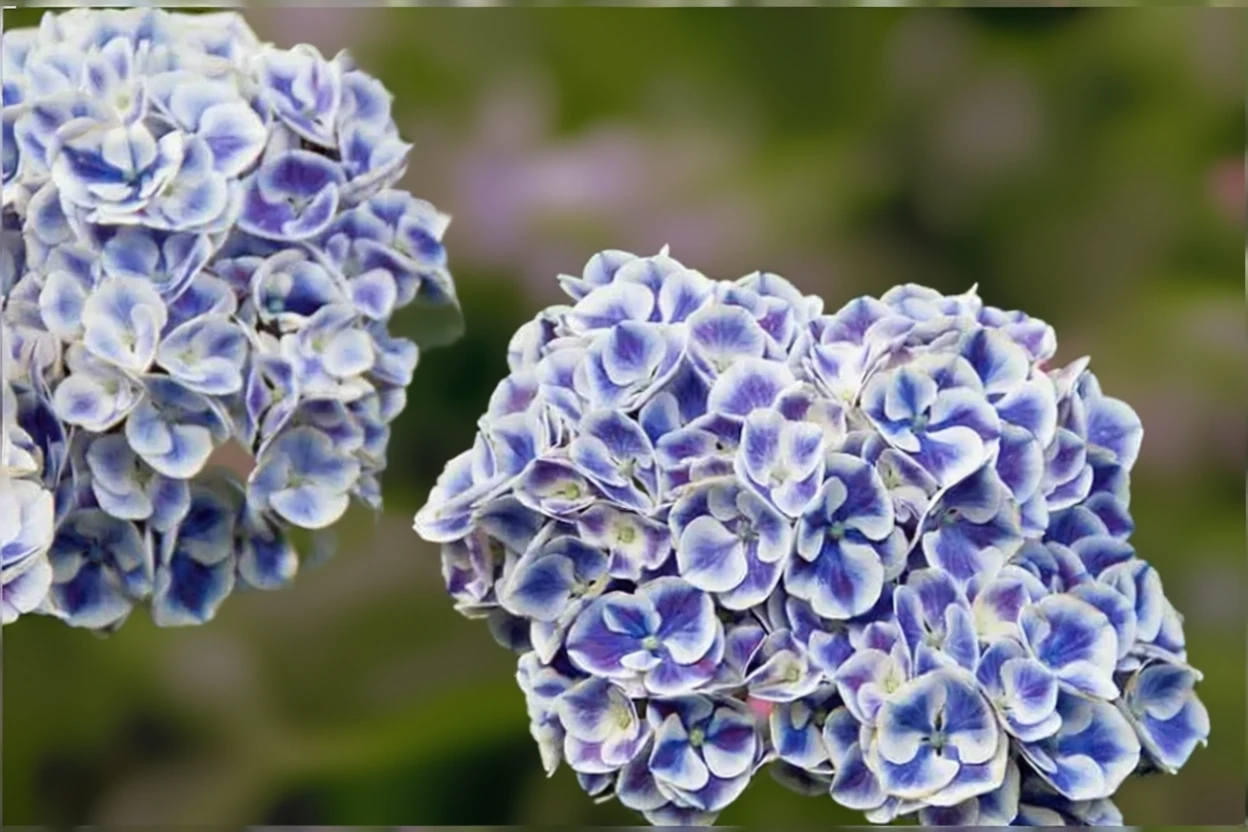 Широколиста гортензія Сітілайн Марс / Hydrangea macrophylla Cityline® Mars