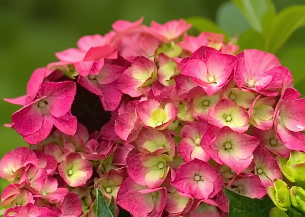 Широколиста гортензія Сітілайн Париж / Hydrangea macrophylla Cityline Paris