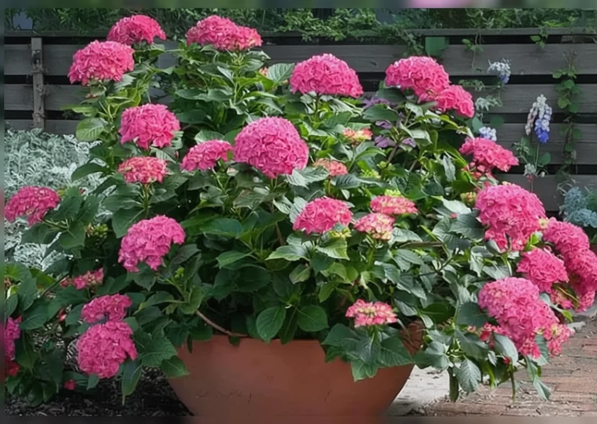 Широколиста гортензія Сітілайн Париж