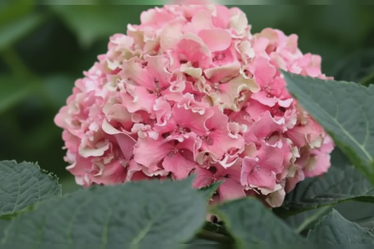 Широколиста гортензія Спайк / Hydrangea macrophylla Spike