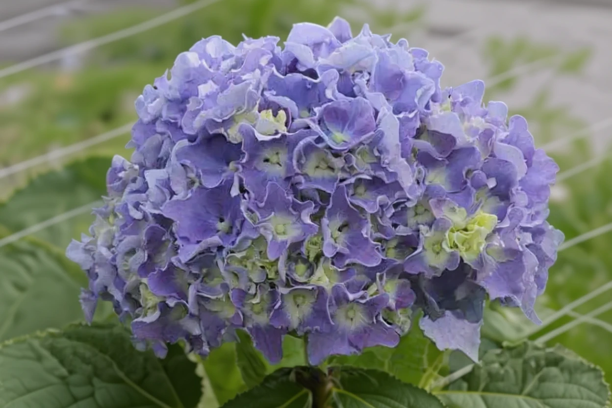 Широколиста гортензія Спайк