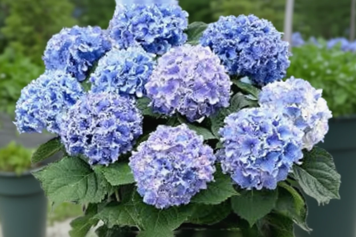 Широколиста гортензія Спайк