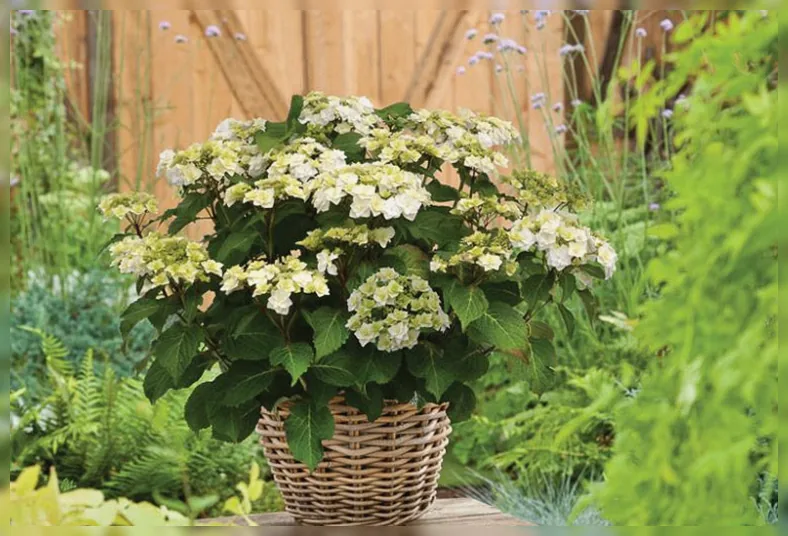 Широколиста гортензія Веддінг Гаун