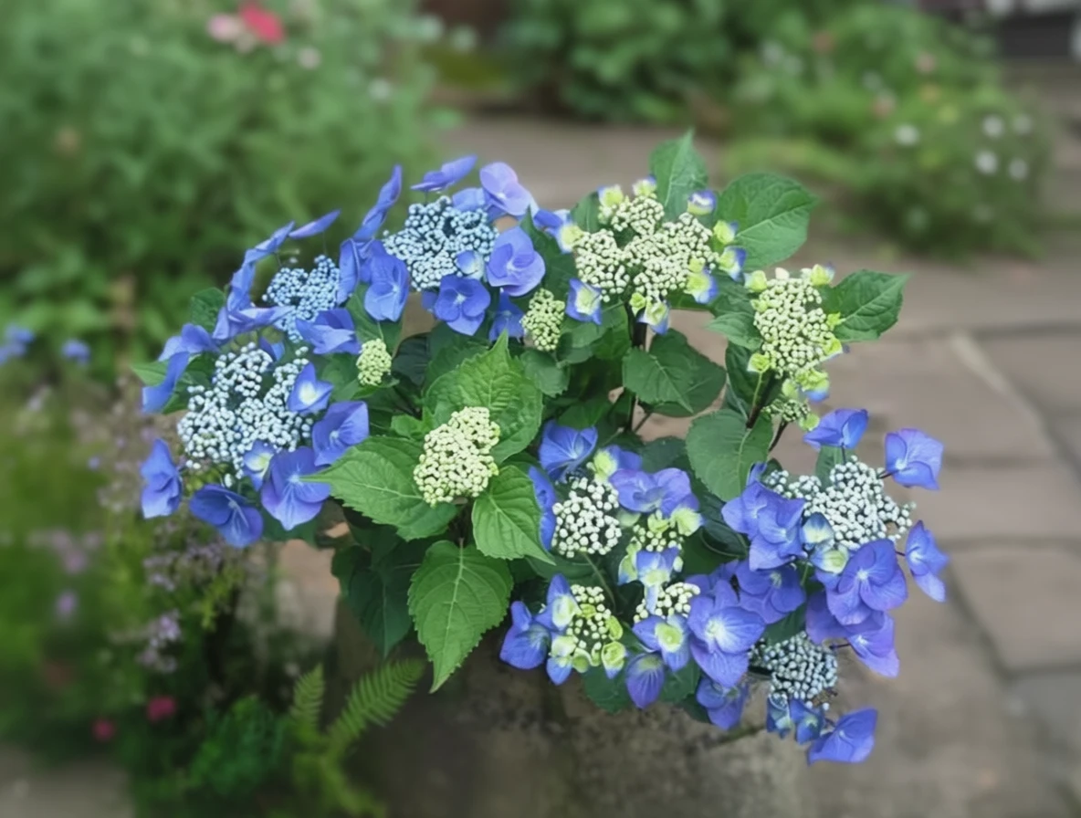 Широколиста гортензія Зорро