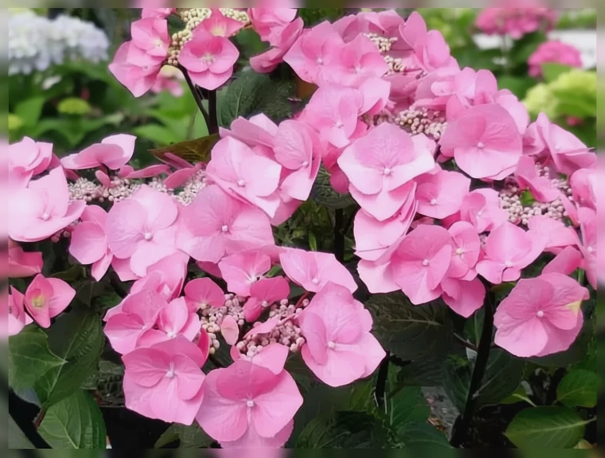 Широколиста гортензія Зорро