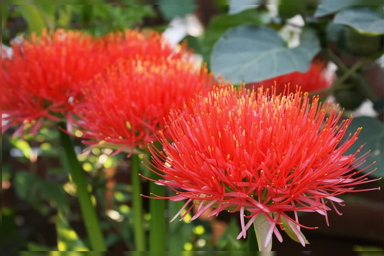 Скадоксус багатоквітковий / Scadoxus multiflorus
