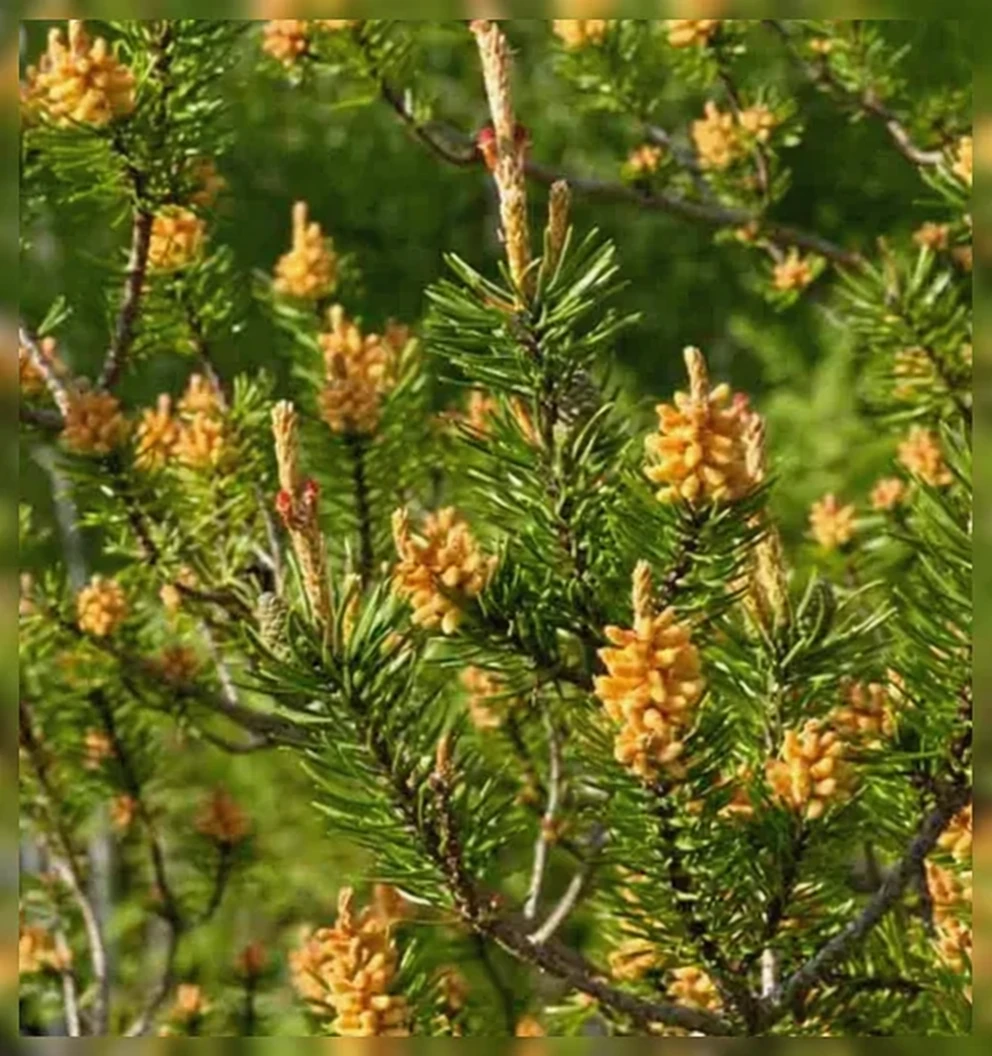 Сосна Банкса / Pinus banksiana