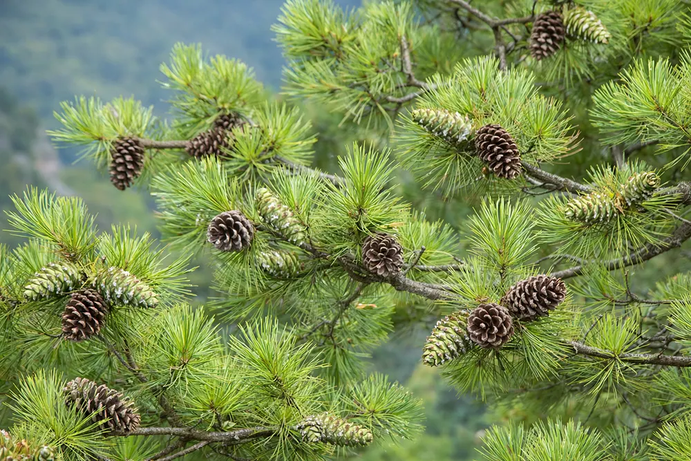 Сосна біла Арманда