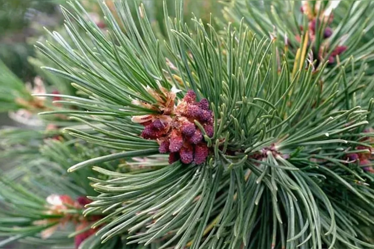 Сосна білокора / Pinus albicaulis