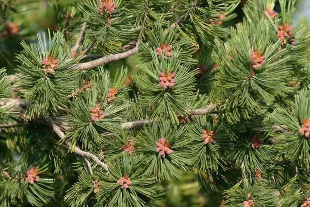 Сосна білокора