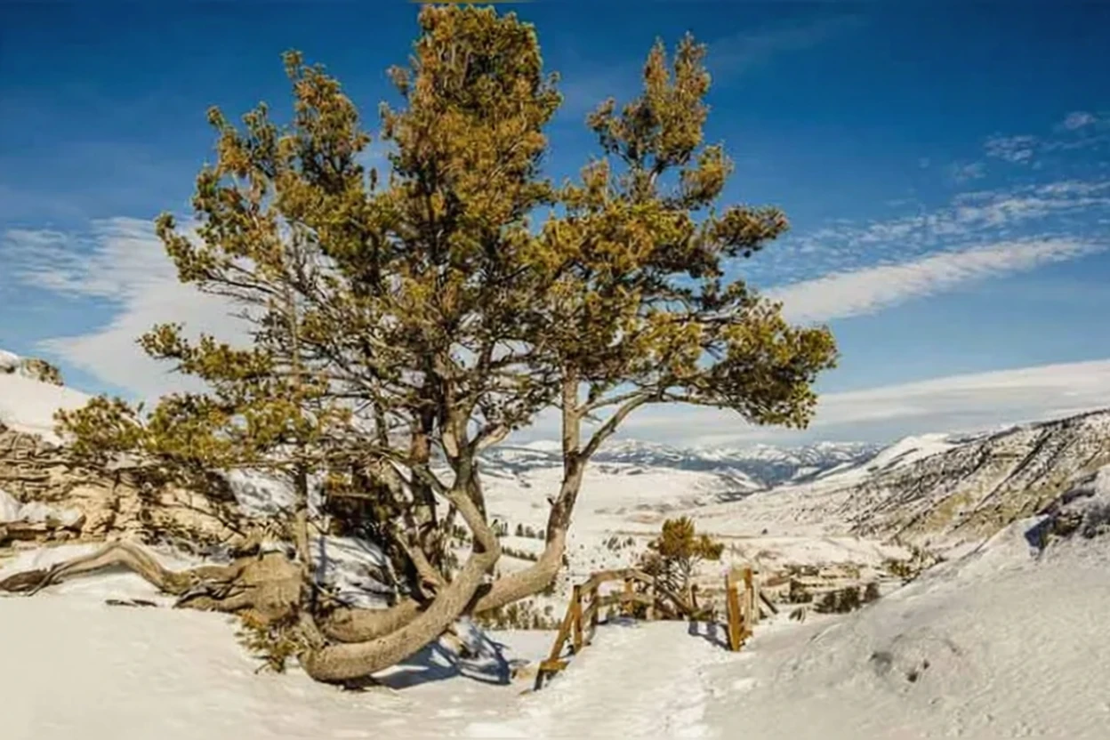 Сосна білокора