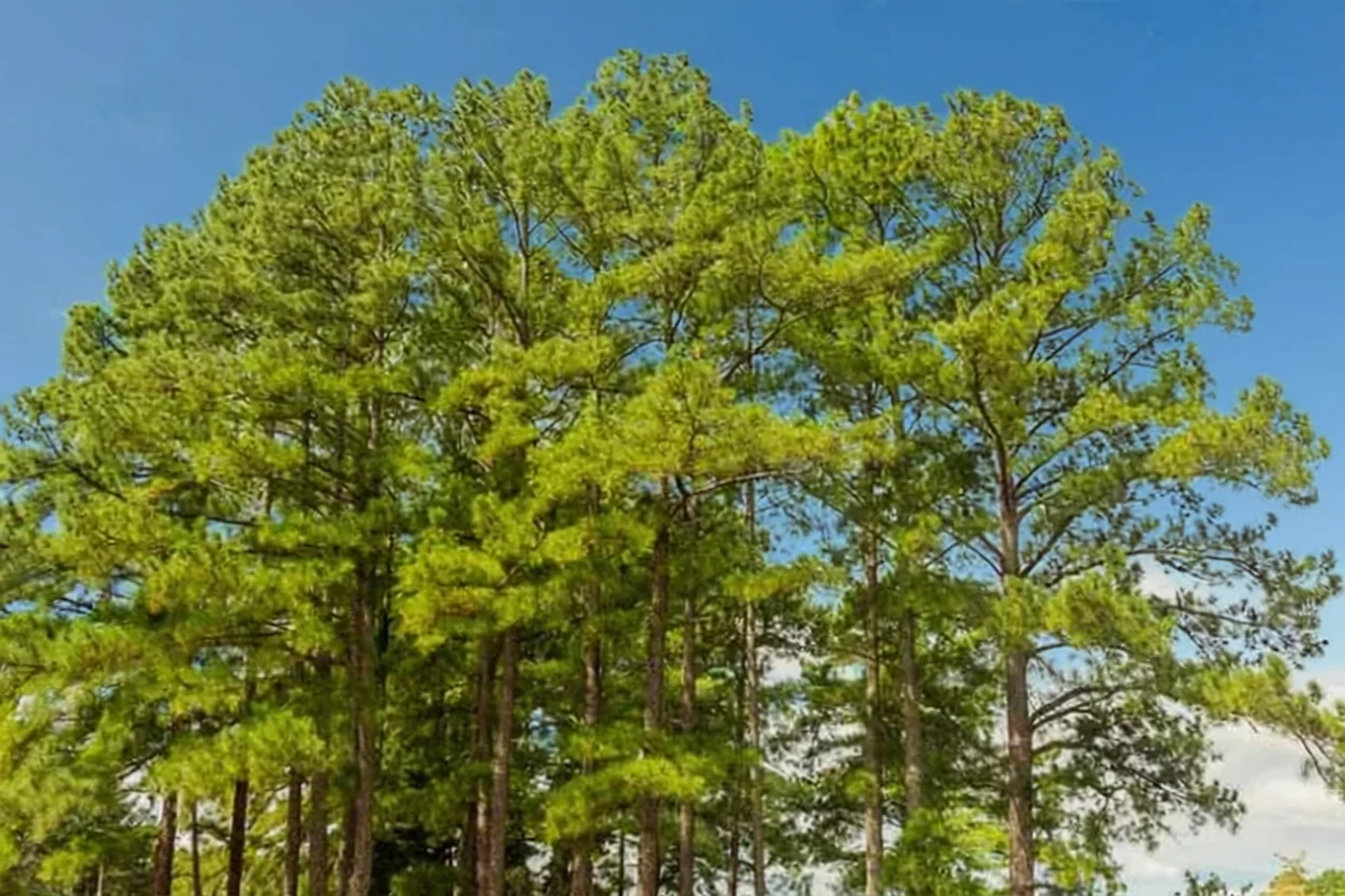 Сосна болотна / Pinus taeda