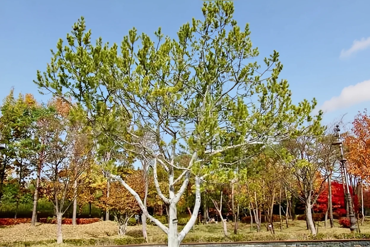 Сосна Бунге / Pinus bungeana