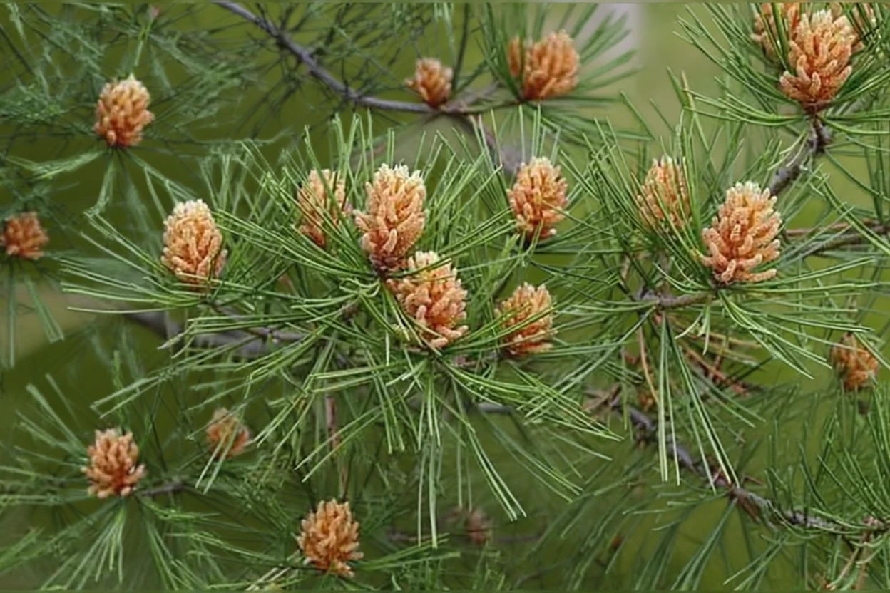 Сосна Бунге