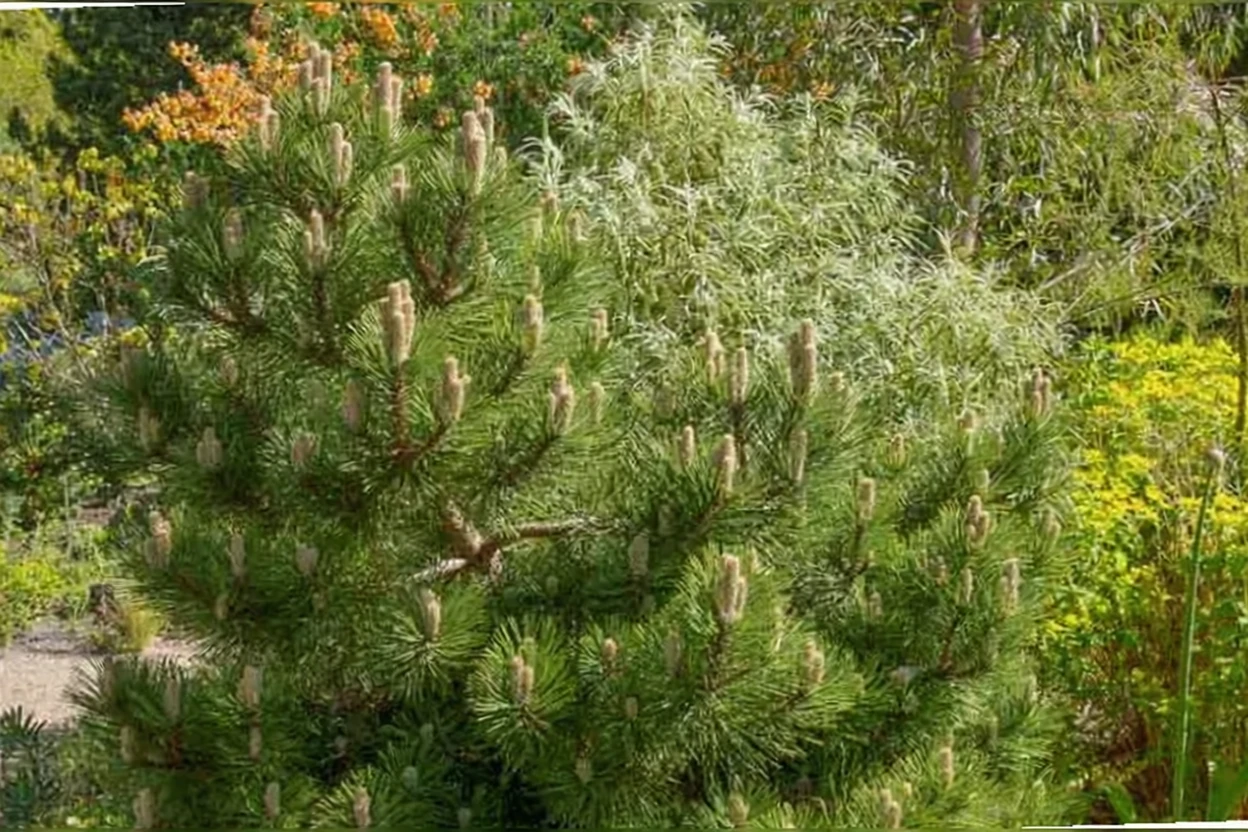 Сосна чорна Хельга / Pinus nigra Helga